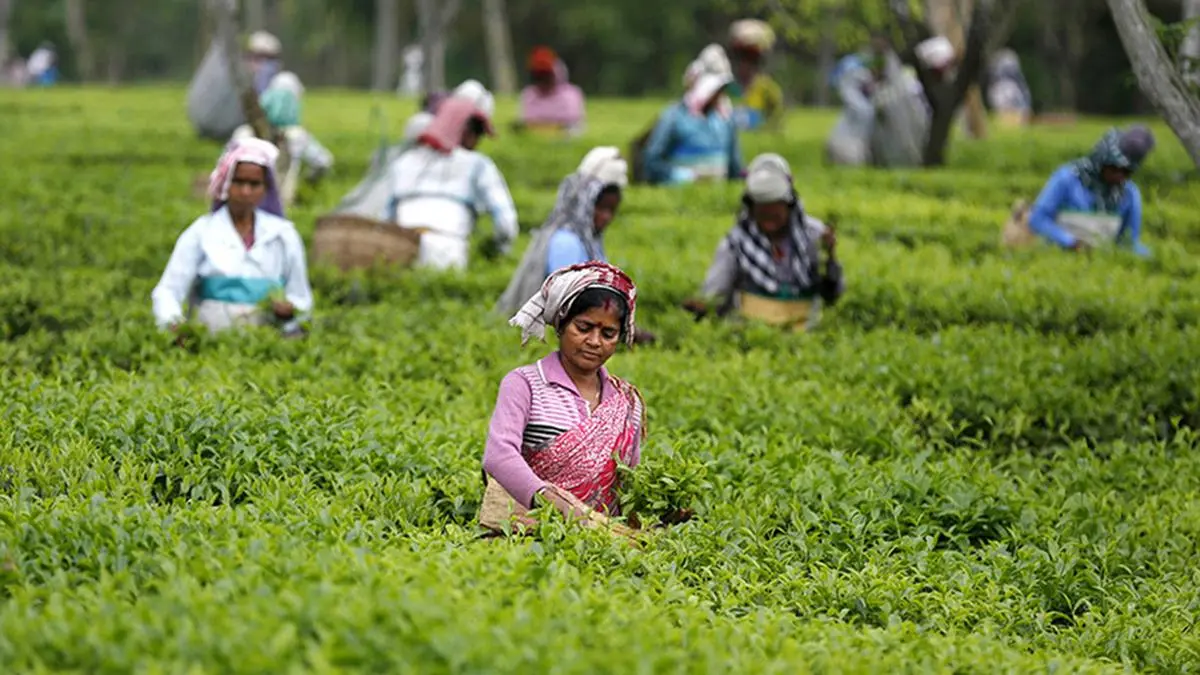 Indian tea exporters to US face some order cancellations, eye Chinese market to make up for losses