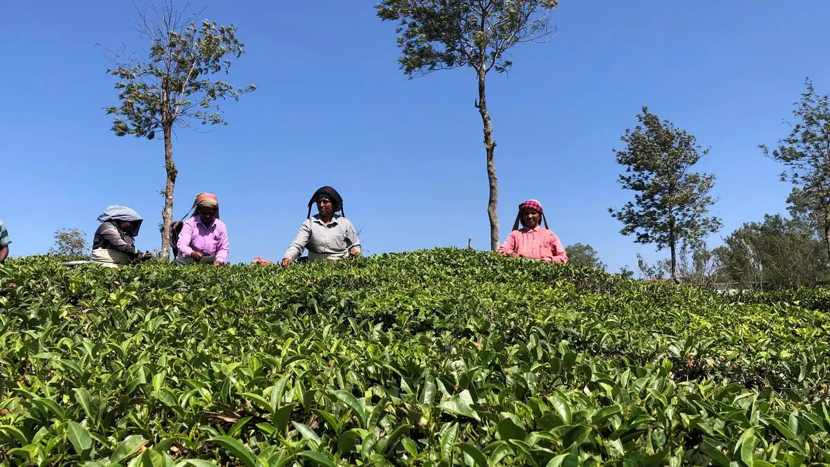 Monsoon rain hits tea demand across centres