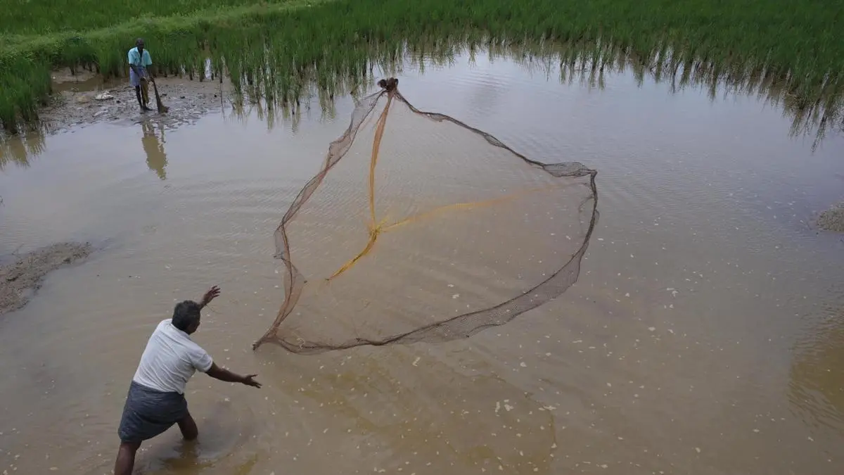 ASMS inks pact with two US firms to develop tech-driven aquaculture and fisheries ecosystems India