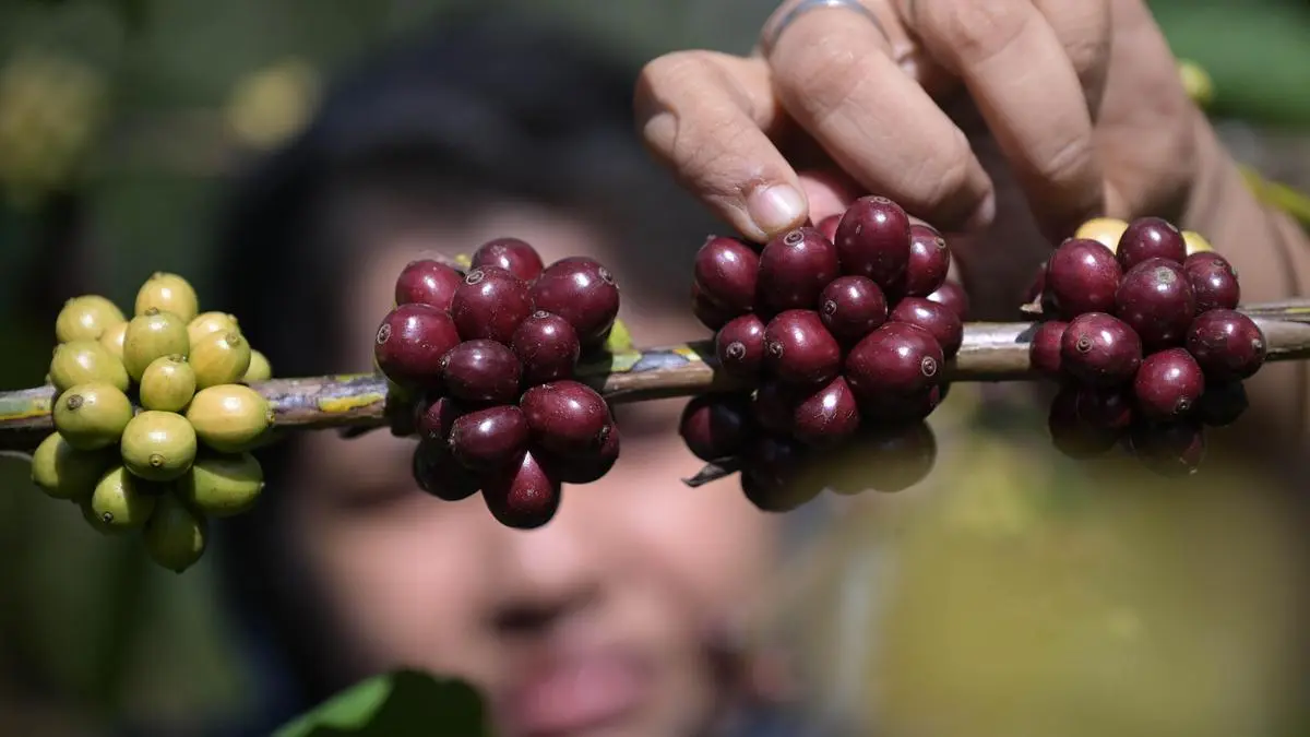 The rise of organic coffee plantations and consumer demand shifts