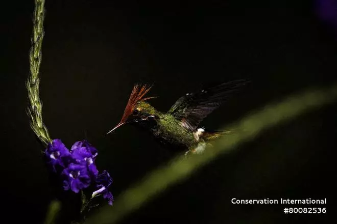 A rufous-crested coquette (Lophornis delattrei) specimen, of a hummingbird species observed during an expedition to the Peruvian region of Alto Mayo, flies, Jun 27, 2022. 