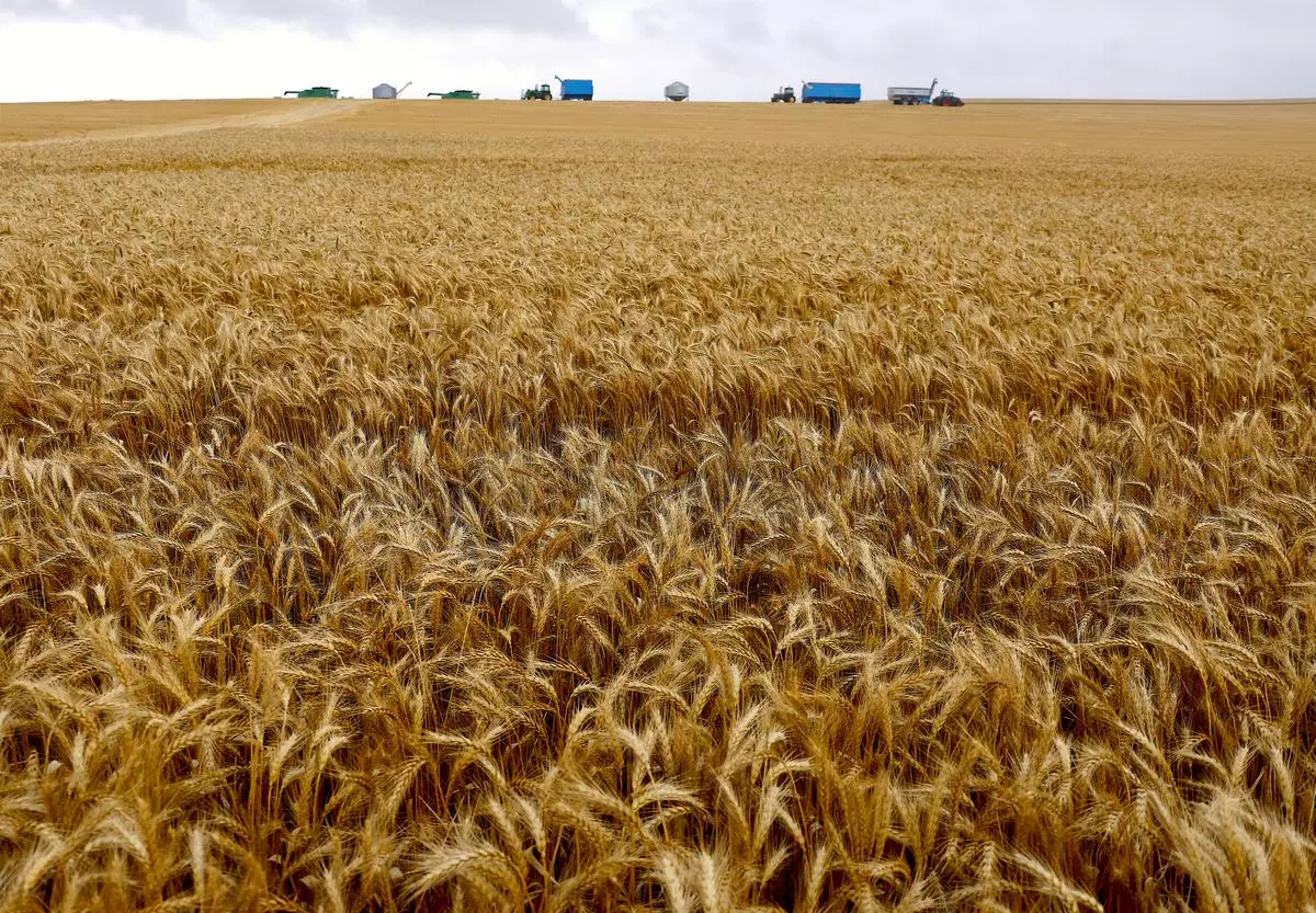 Почему зерно украины. Экспорт зерна. Пшеница в Австралии. Запасы пшеницы. Зерно пшеница Россия экспорт.