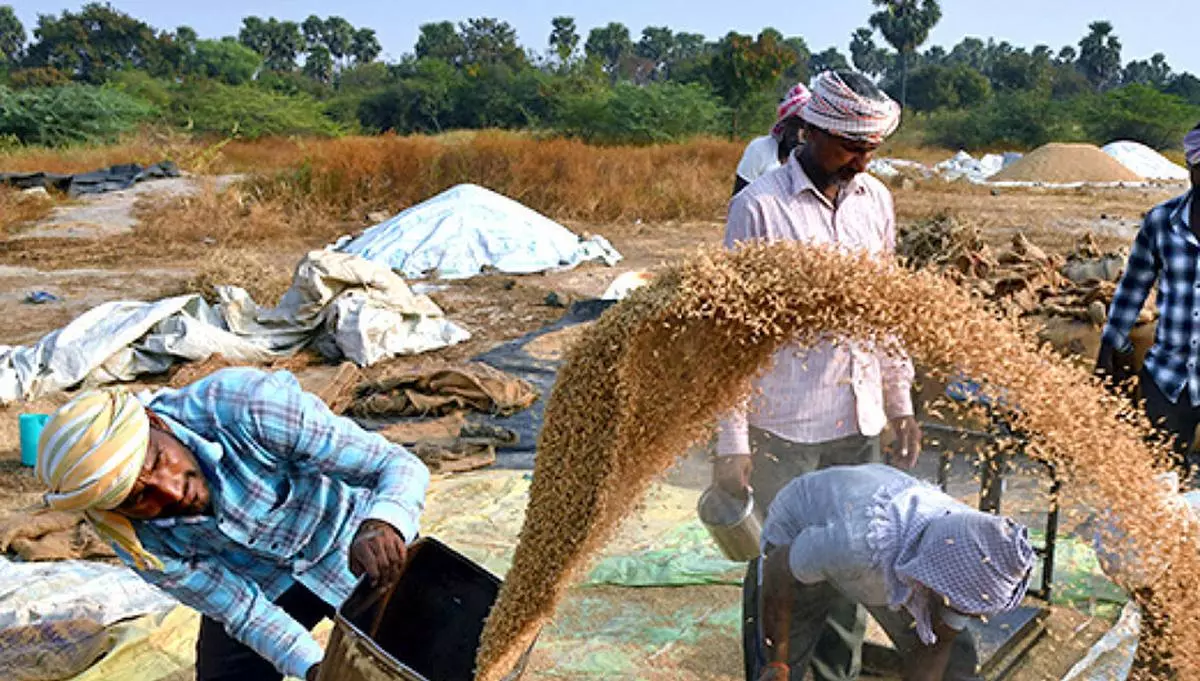 India telah menyetujui ekspor beras pecah ke Senegal, Gambia dan india
