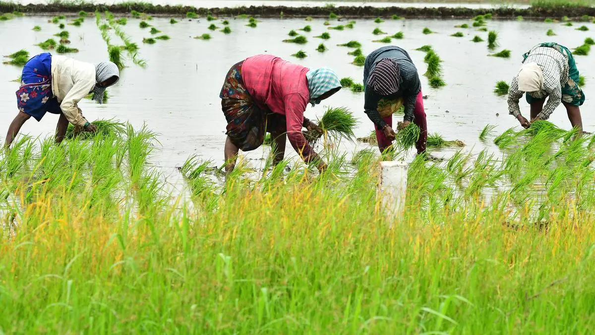 Robust 11.3% surge in Kharif sowing bodes well for inflation outlook in 2025: ICICI Bank
