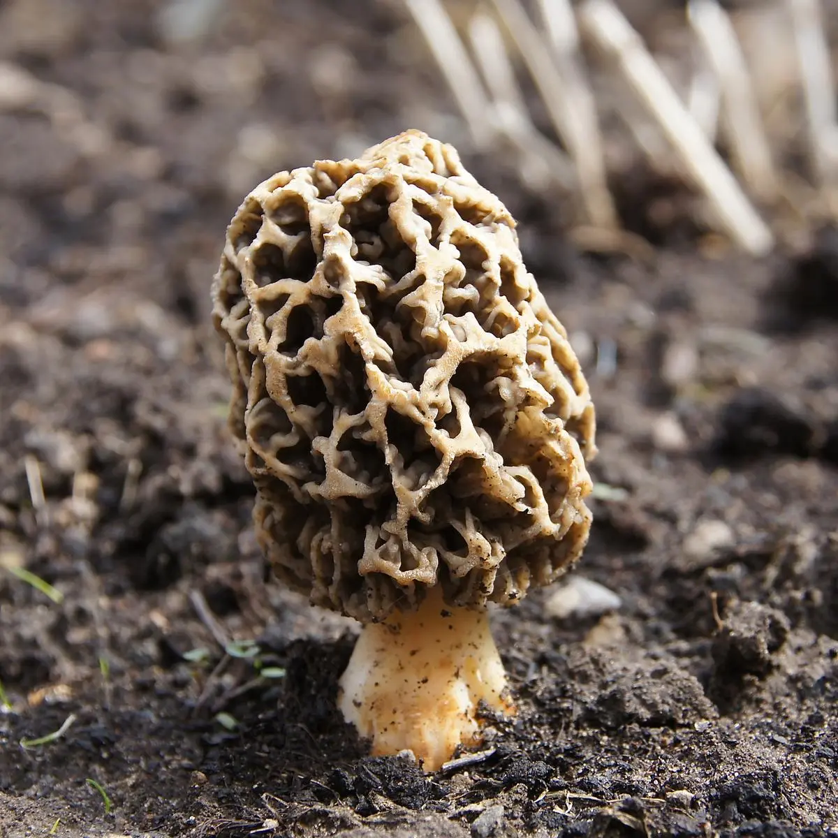 thehindubusinessline.com - Breakthrough in Kashmir brings wild Gucchi mushroom to controlled farming