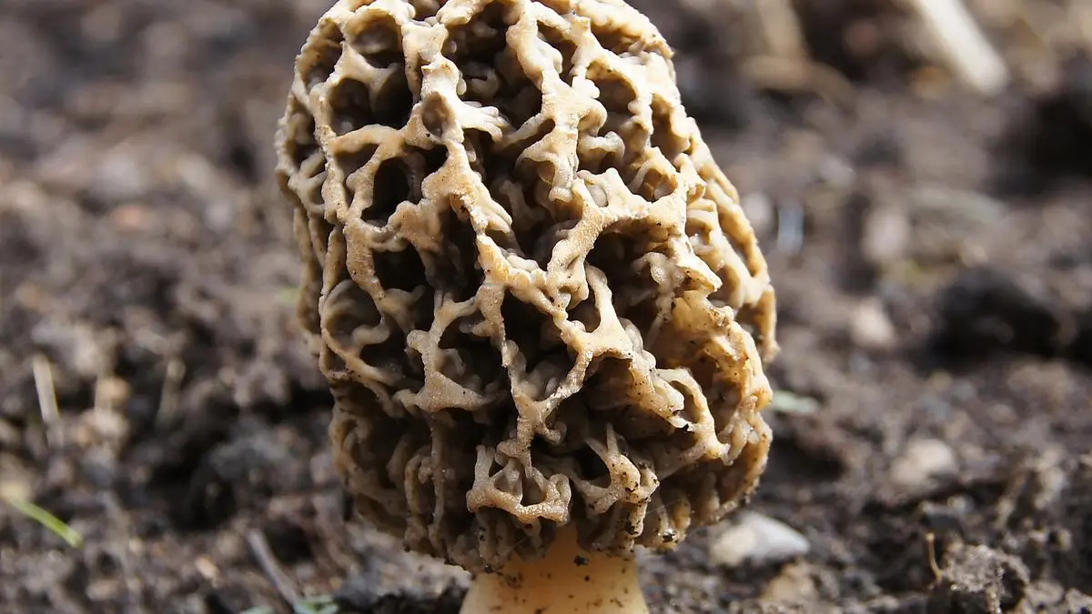 Breakthrough in Kashmir brings wild Gucchi mushroom to controlled farming