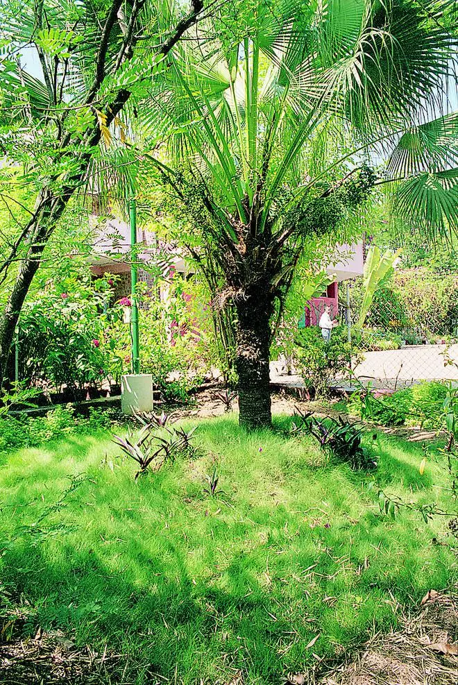 Trees and shrubs form a natural curtain.