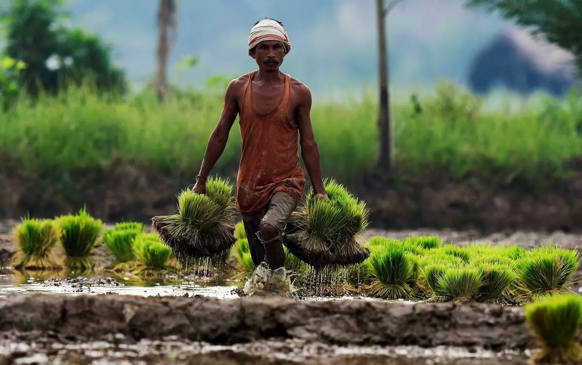 A farmer carries paddy seedlings for replanting in his agricultural field Sonapur, out skirts of Guwahati on Saturday, 16 July 2022. After a devastating flood, farmers slowly gearing up their agricultural activities in Assam. (RITU RAJ KONWAR/The Hindu)