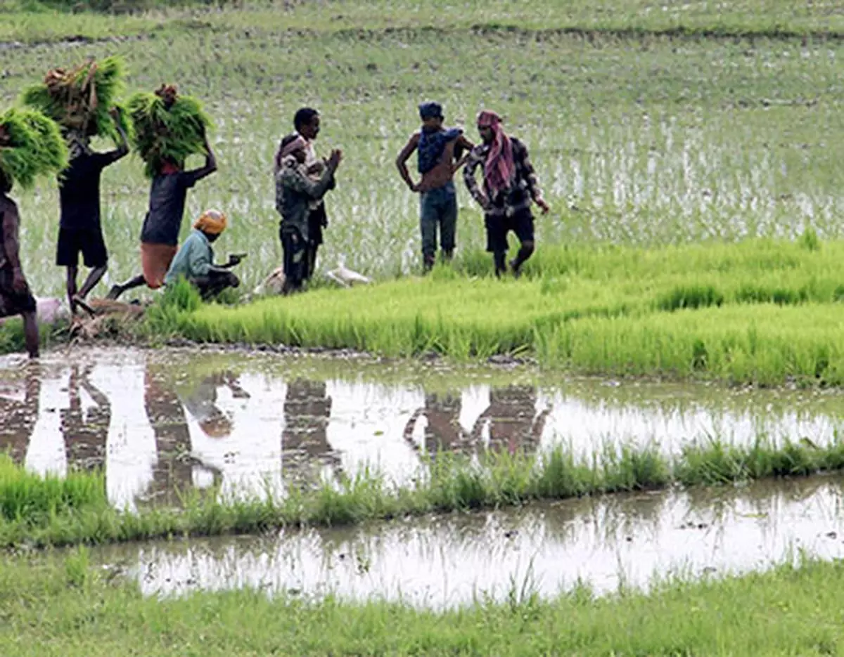 Local village farmers hold paddy sapling as they are heading towards their agricultural paddy field for replanting on the outskirts of Bhubaneswar. Photo::  BISWARANJAN ROUT