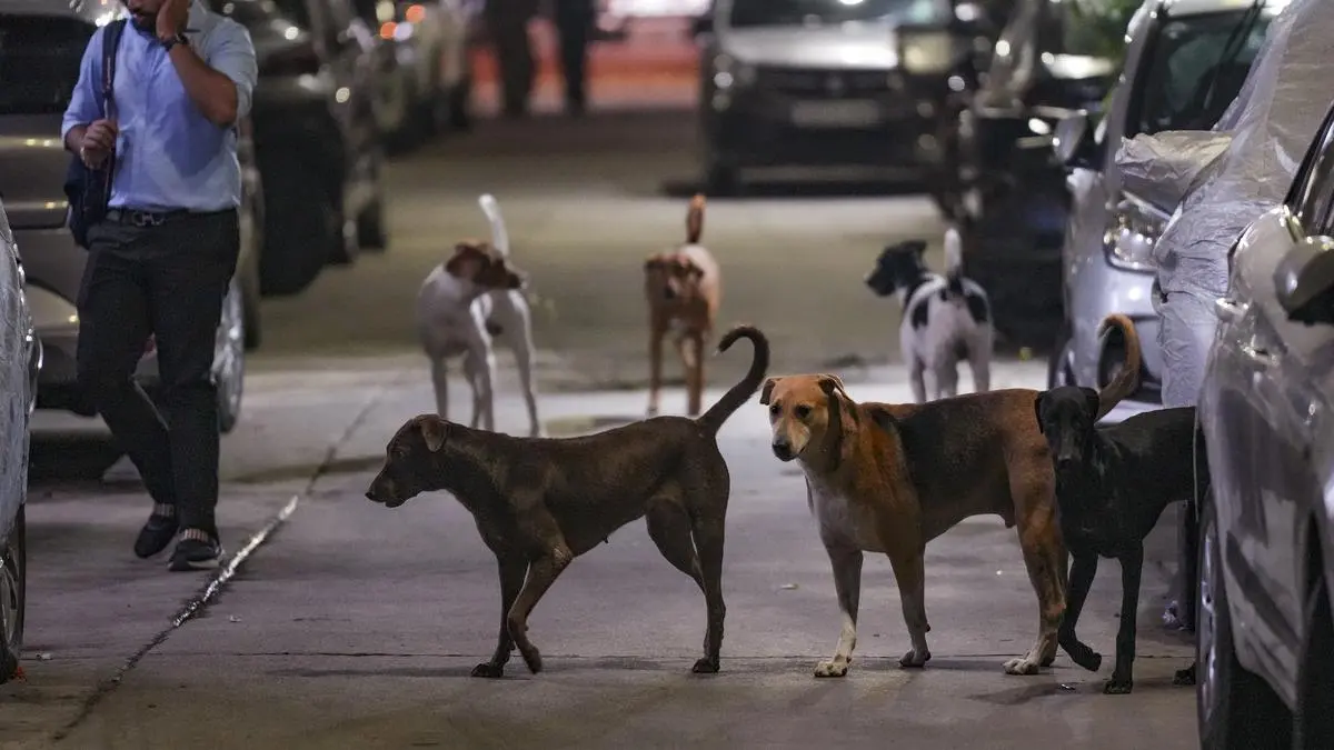 The animal-human conflict - The Hindu BusinessLine