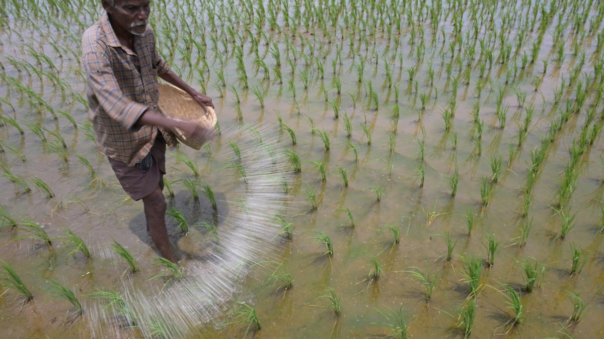 Winter crops’ MSPs hiked 4-10%, self sufficiency mission on pulses approved