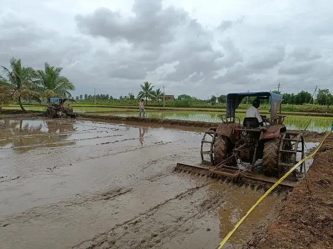 Farmers preparing the farm for transplanting paddy under the traditional puddled transplantation cultivation method in Bilisanur village Karnataka