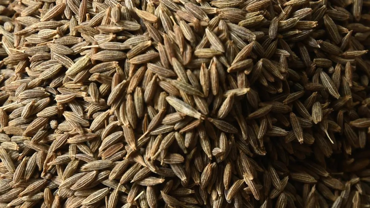 India’s cumin exports poised to fall on weak China demand