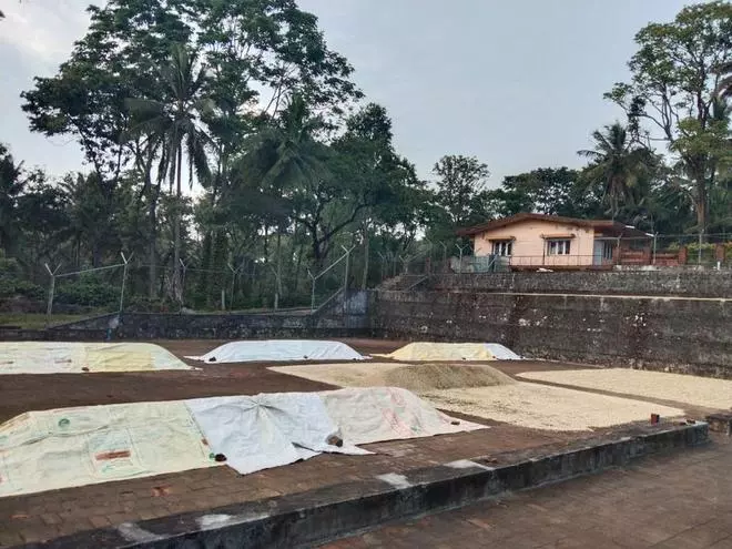 Arabica coffee put up for drying has been covered by tarpaulins to protect from bad weather