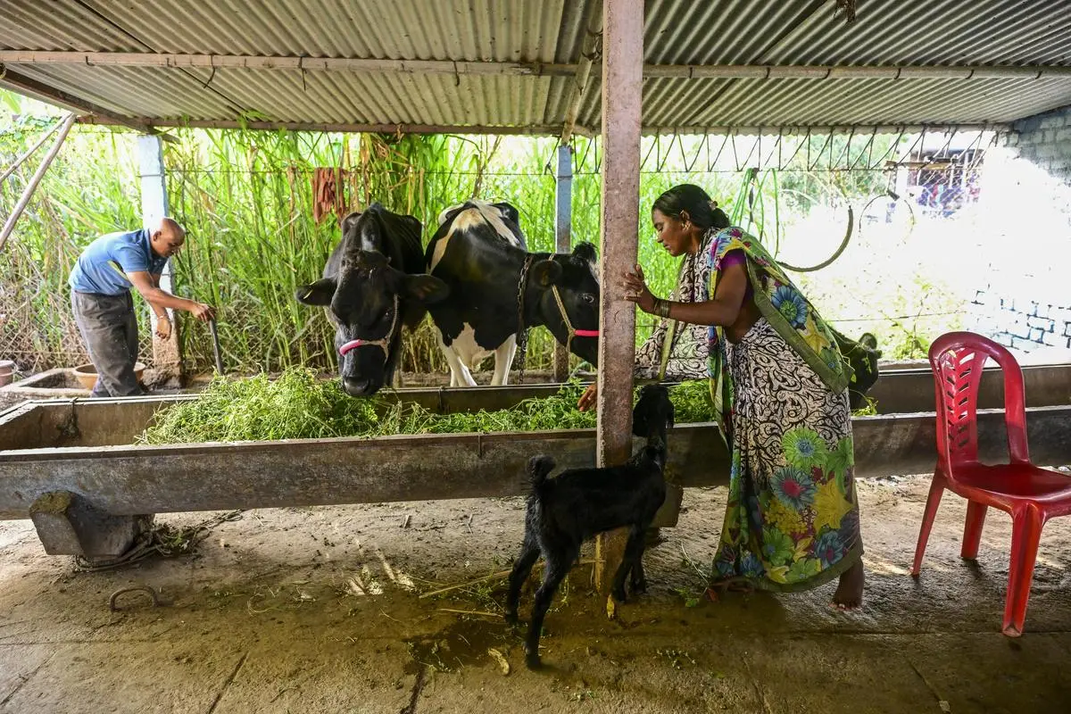 thehindubusinessline.com - Gomini to promote 'panchgavya' production, natural farming