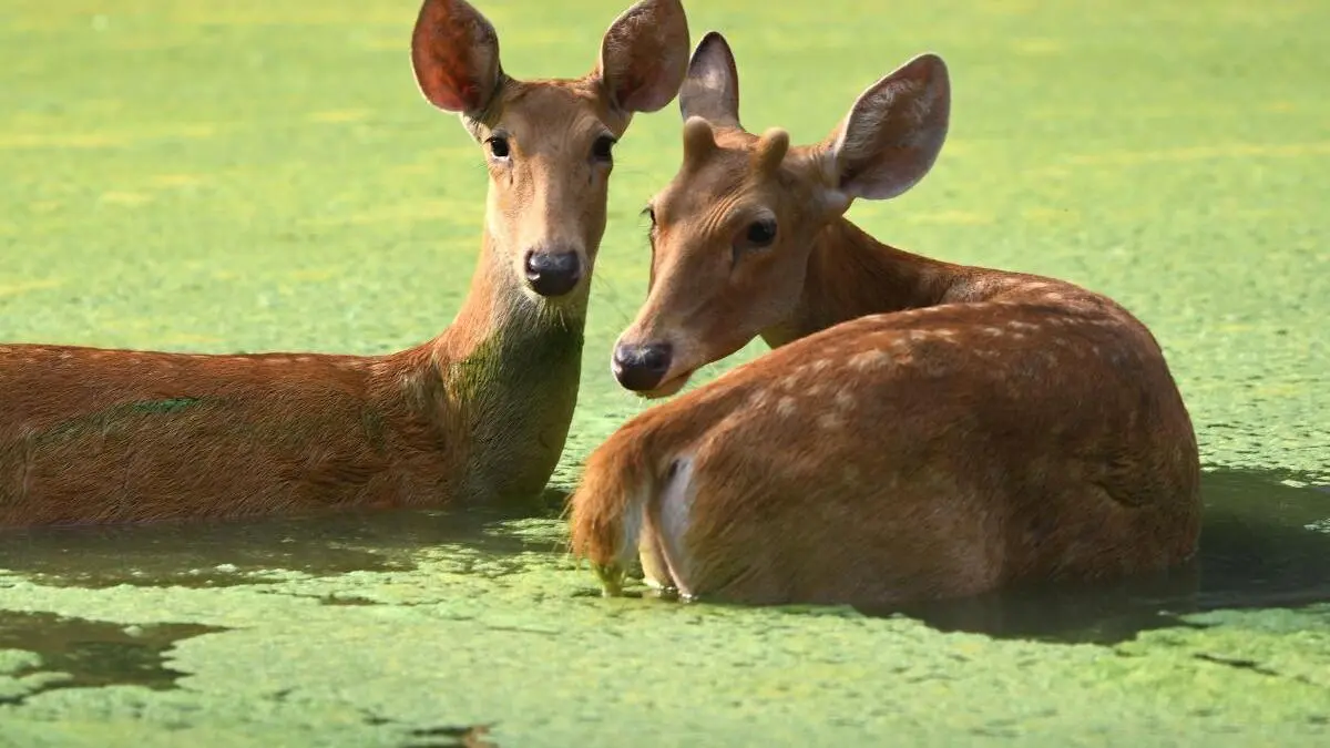 Centre issues draft notification declaring Eco-Sensitive Zone around UP's Barasingha wildlife sanctuary