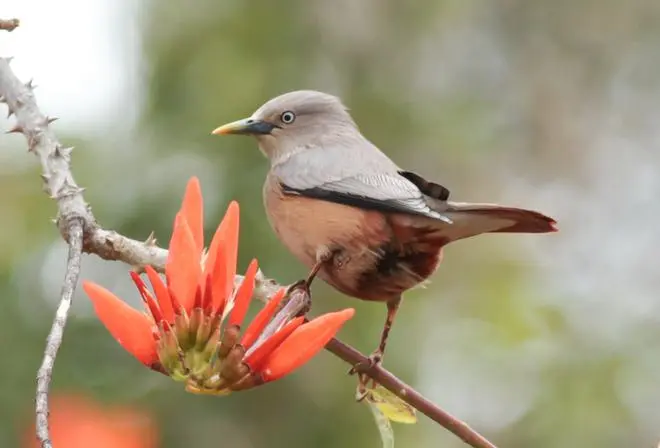 Chestnut tailed Starling Chestnut tailed Starling