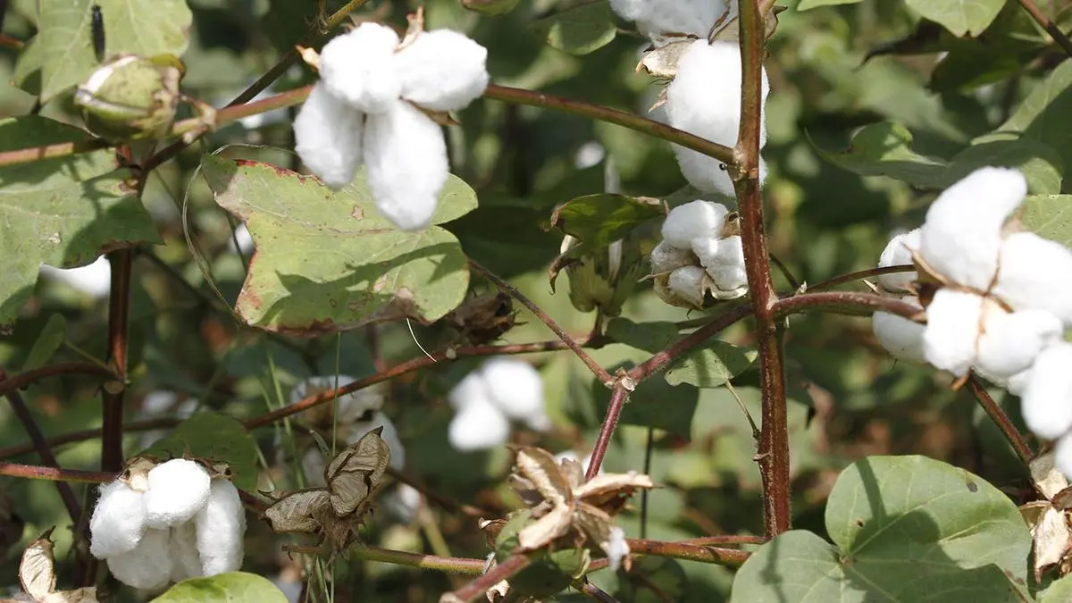 Ginners call off stir as CCI asks farmers to bring raw cotton kapas to the nearest market yards