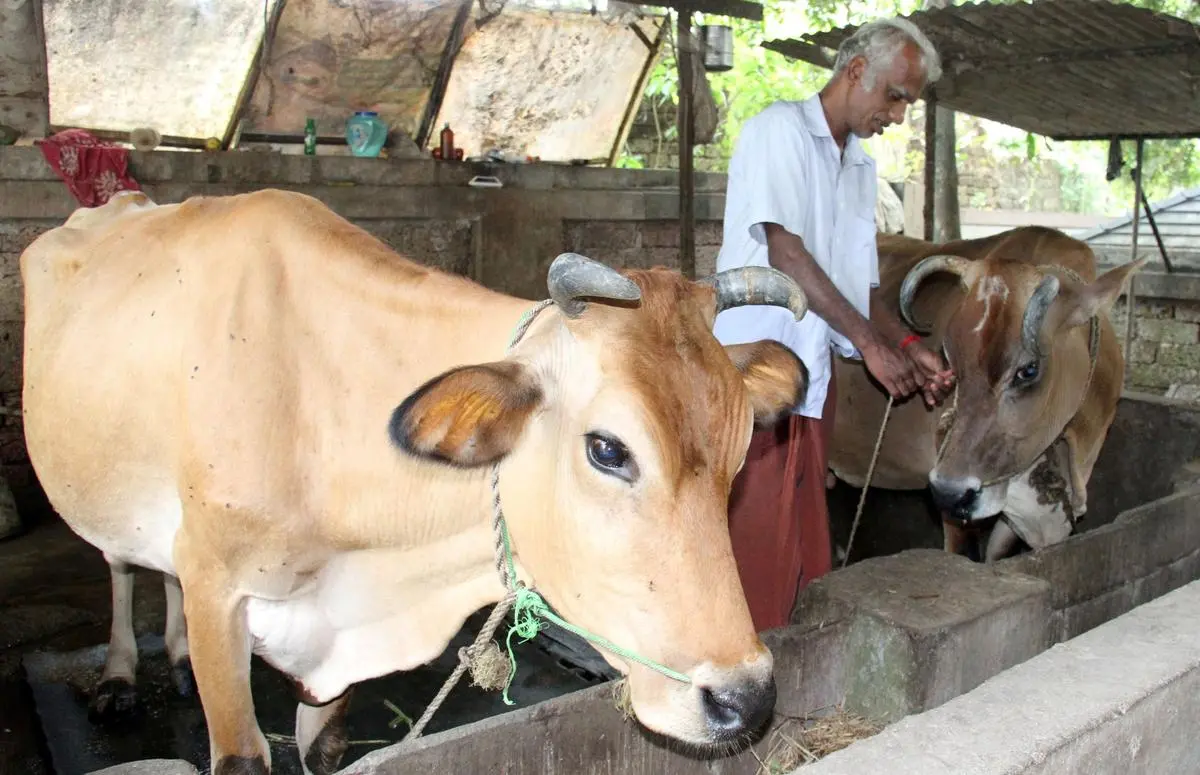 Milk may turn costlier ICRA The Hindu BusinessLine