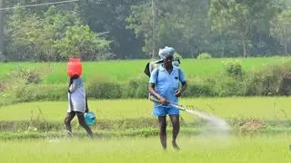 The government has estimated the fertilizer subsidy to be about ₹1.68 lakh crore — urea ₹1.19 lakh crore and phosphatic and potash ₹49,000 crore — in FY2025-26 