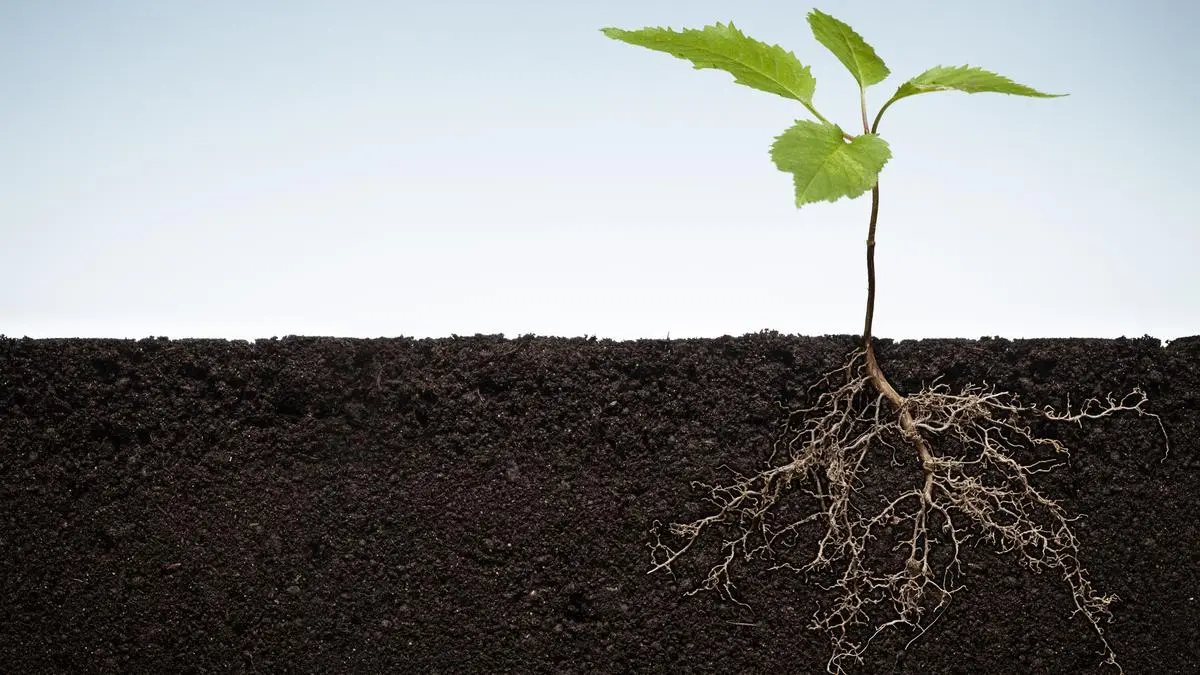 How wild ancestors of modern crops help boost soil biodiversity