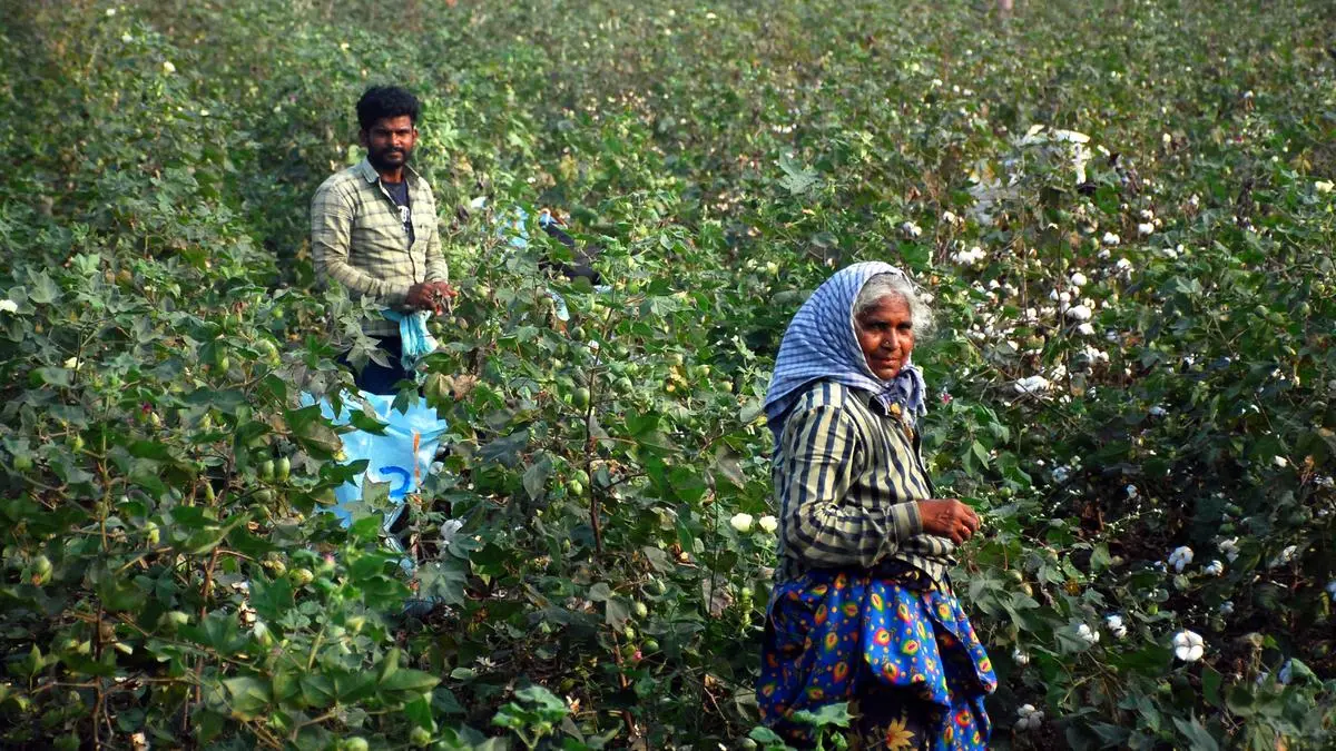 CAI cuts cotton output estimate on pink bollworm menace in Haryana
