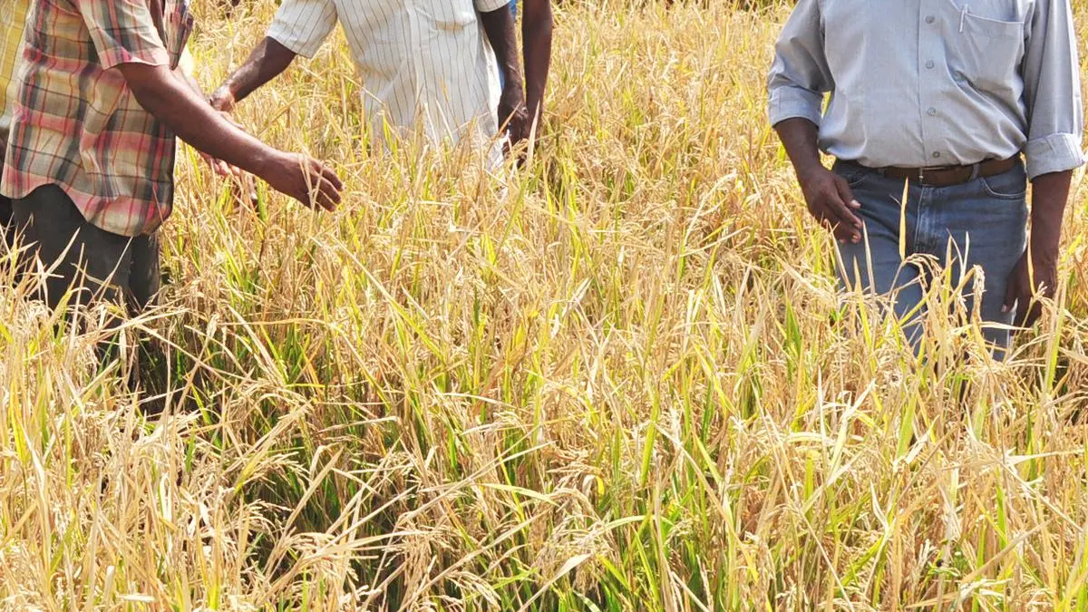 Hybrid rice acreage likely to increase this kharif cropping season