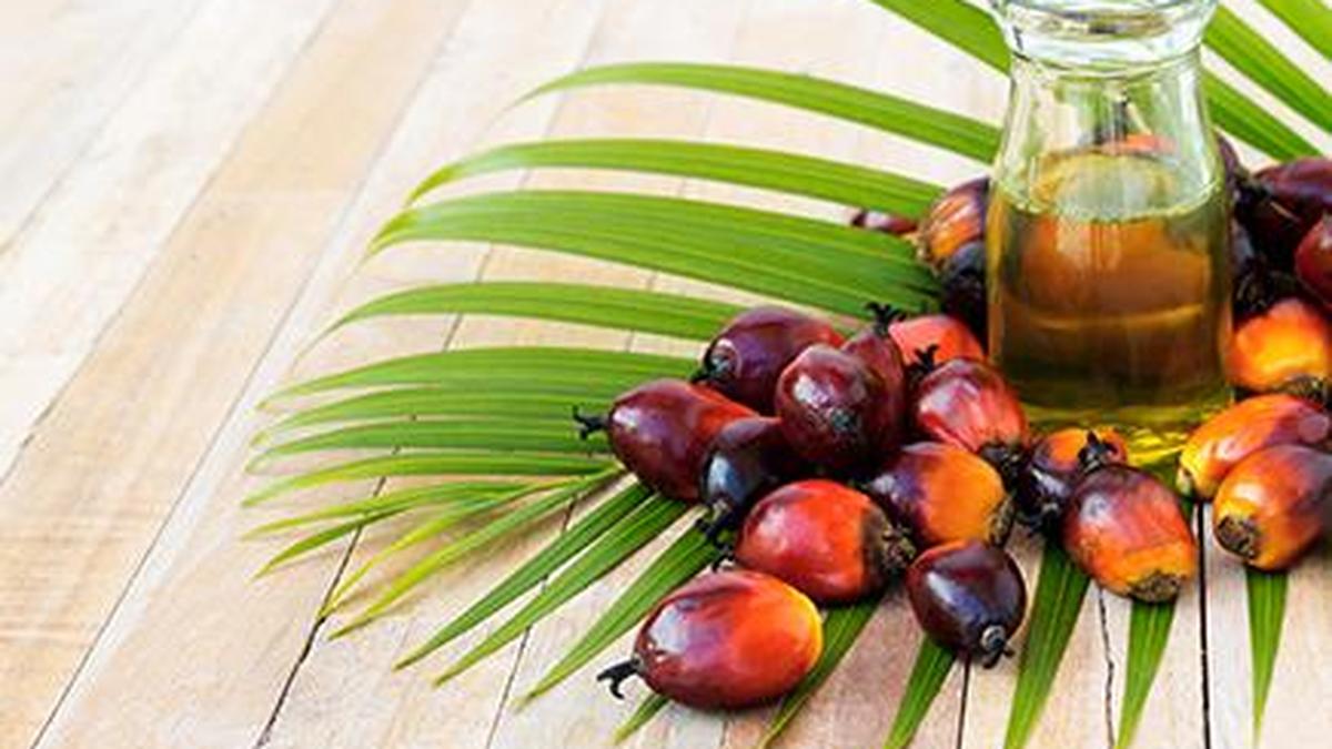 Exploring oil palm’s untapped carbon sequestration potential