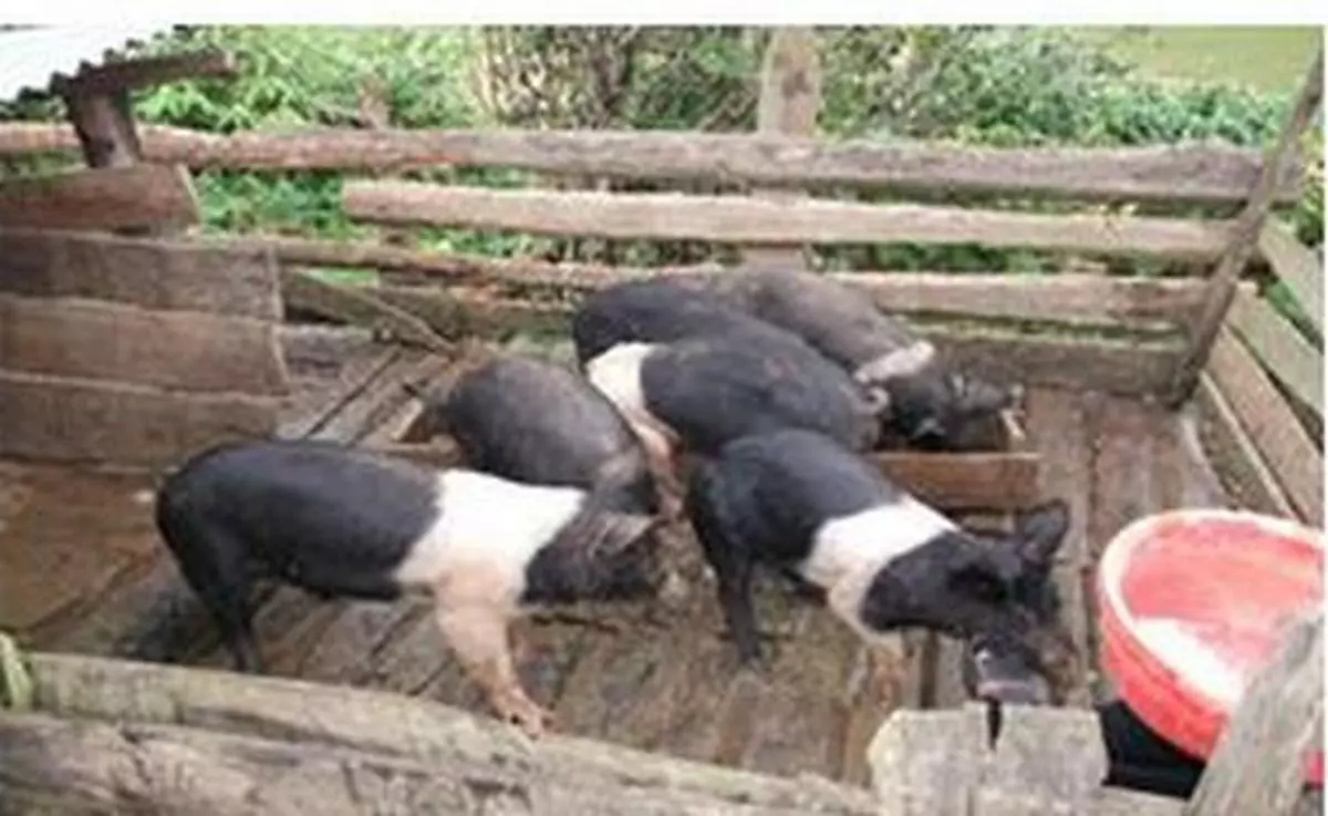 Meghalaya initiates schemes to boost livestock industry - The Hindu  BusinessLine