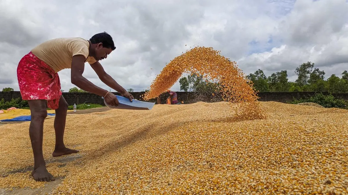 Magical maize: Poor starch extractability, post-harvest woes threaten biofuel efficiency