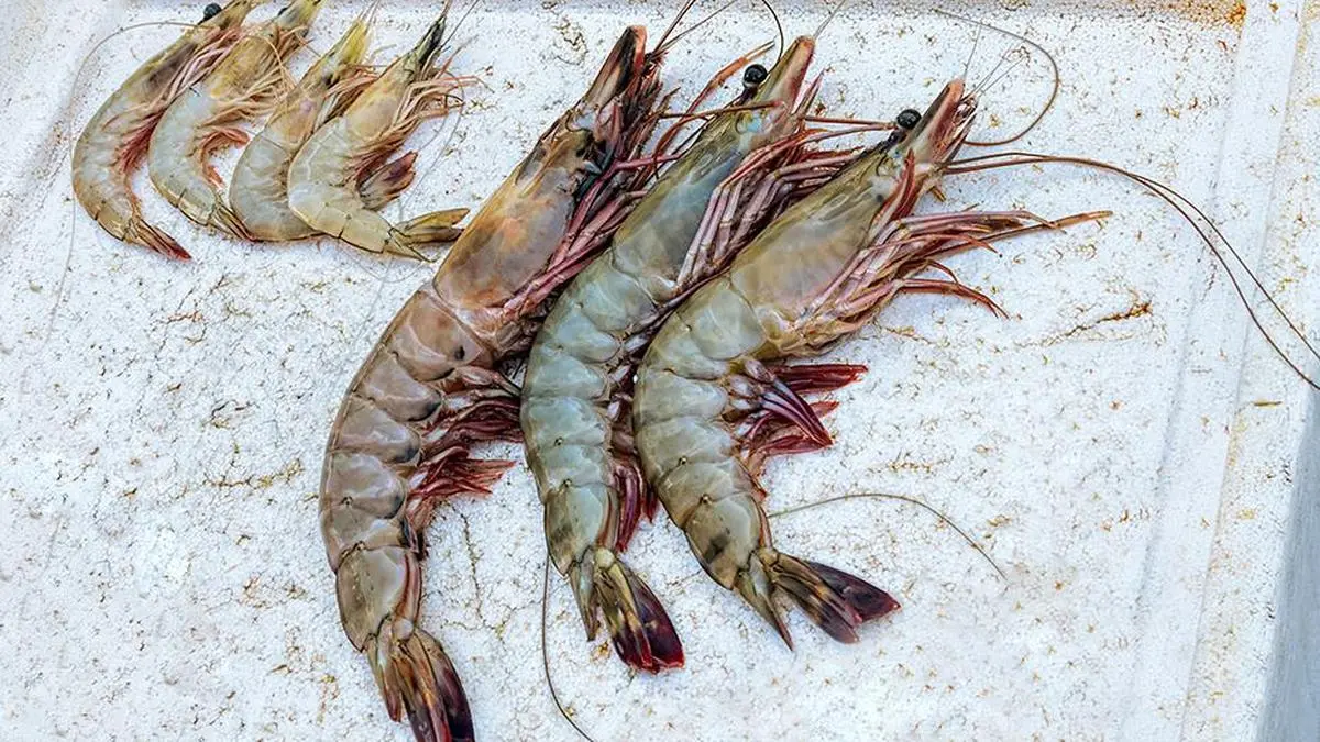 Warming waters, falling yields: Climate change and the future of India’s shrimp industry
