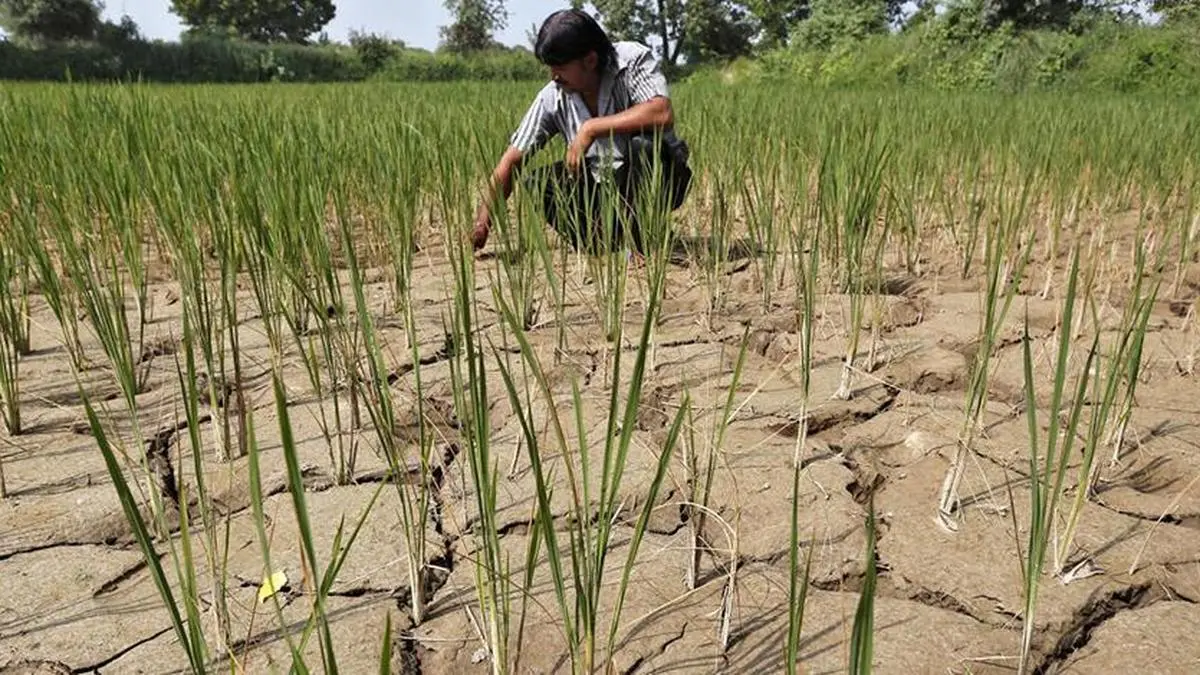 El Nino may return by mid-2026 amid warming seas, says WMO