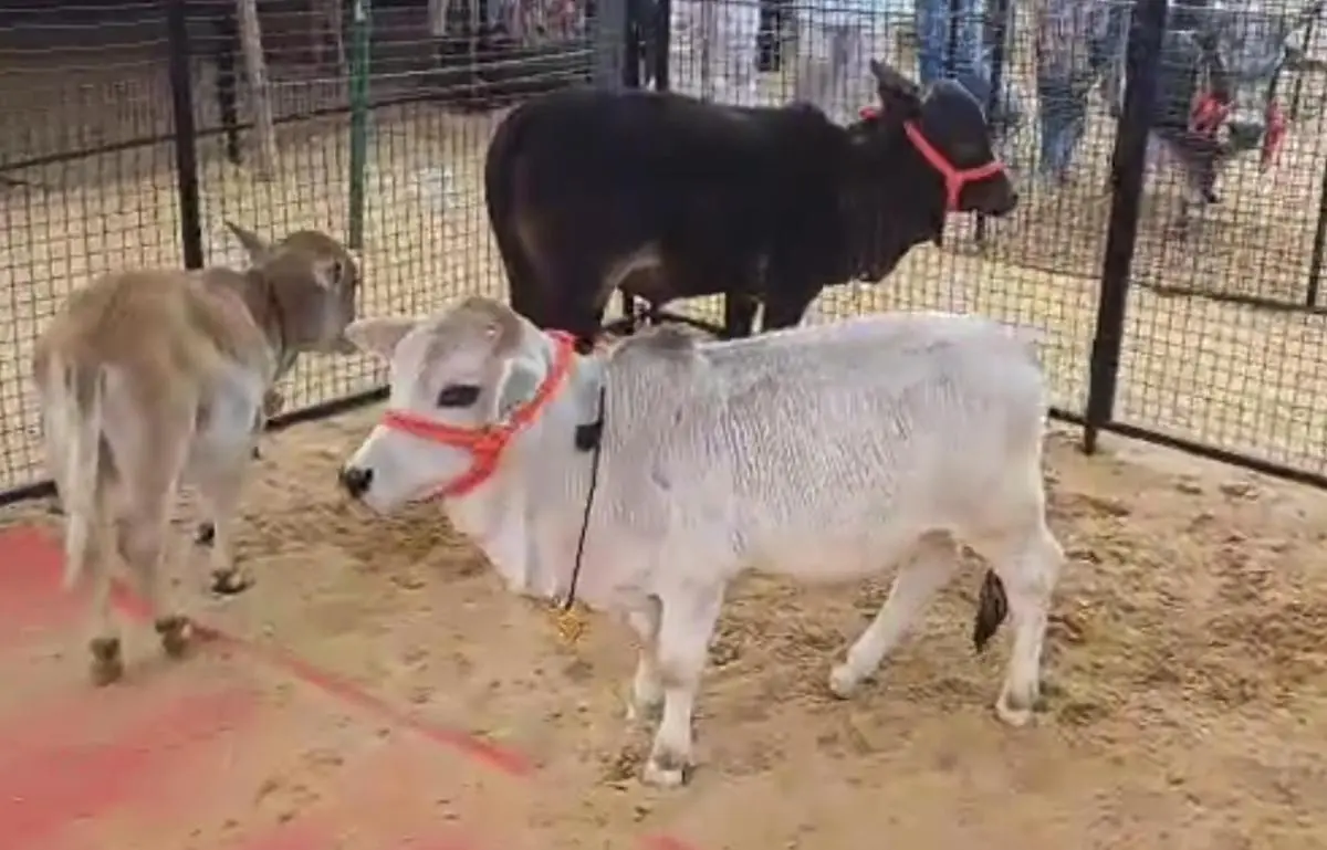 thehindubusinessline.com - National livestock insurance: The next rural revolution