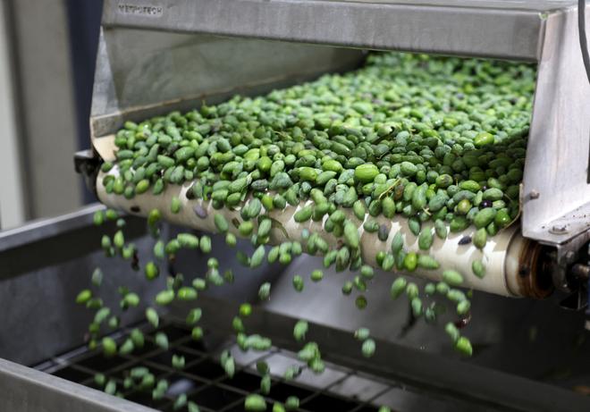The recent rebound in production during the 2024-25 season has caused a sharp correction in prices, which have fallen from last year’s record highs, the report stated
