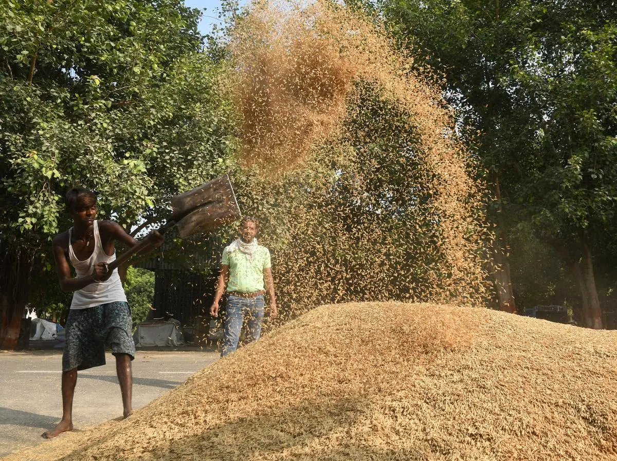 thehindubusinessline.com - Mixed trend in mandi prices of Rabi crops
