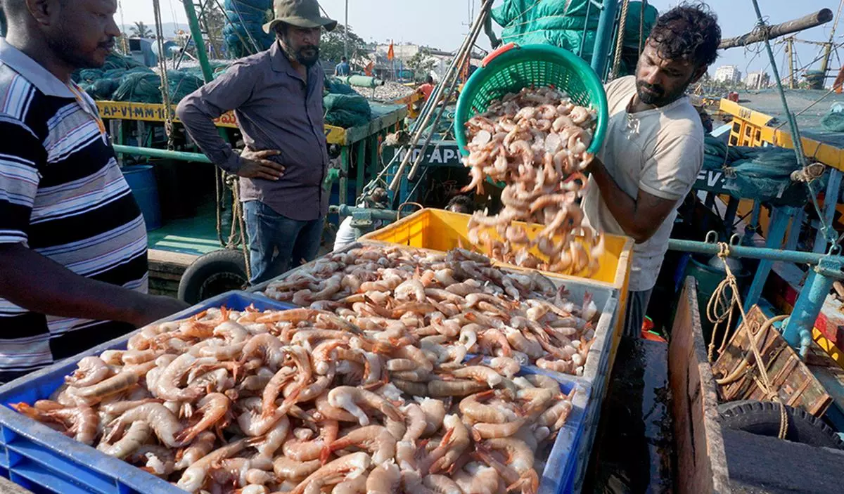 Shrimp currently accounts for the largest chunk of the total exports from India at nearly 74 per cent