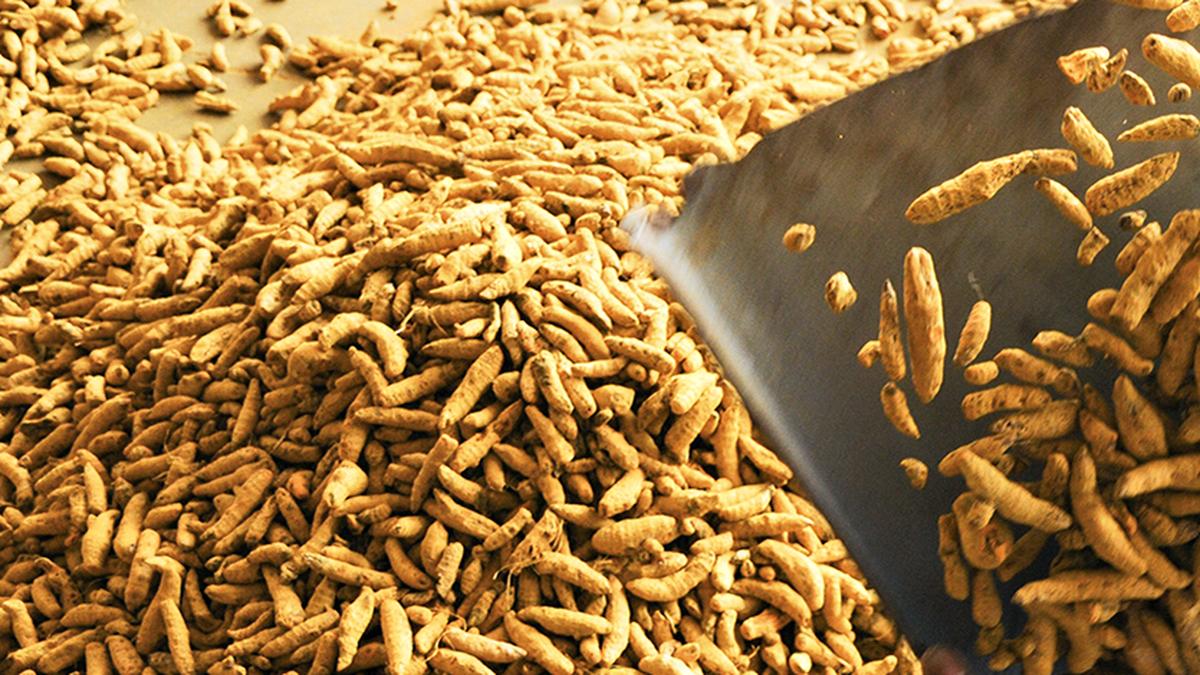 Report on making India a global hub for turmeric to be released on January 15