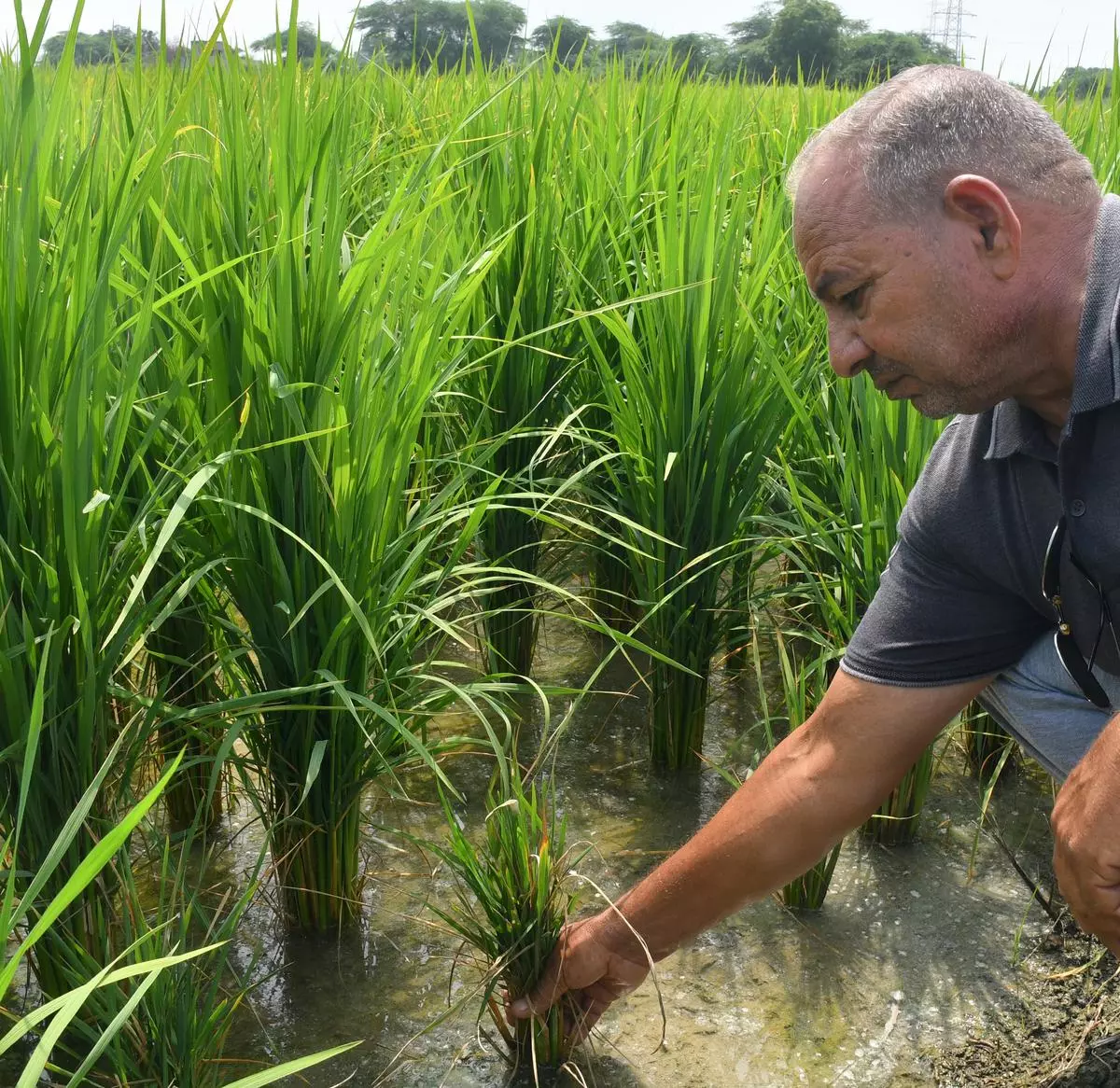 Ashok Kumar Antil of Deepalpur village in Sonipat, Haryana, has grown Basmati in 25 acres. He is worried after the unknown disease strikes every field staunting growth of some plants and prays God so that it does not spread further.at Sonipat, Haryana
