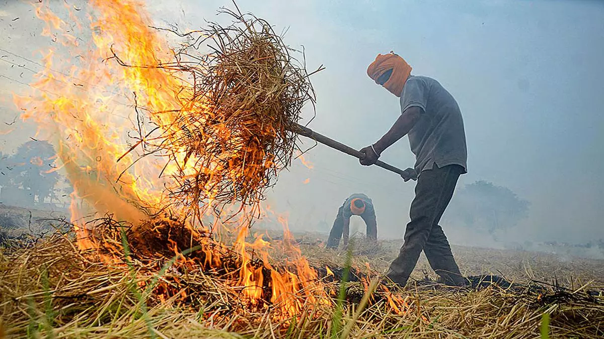 Punjab reports nearly three-fold jump in stubble burning incidents in 9  days - The Hindu BusinessLine