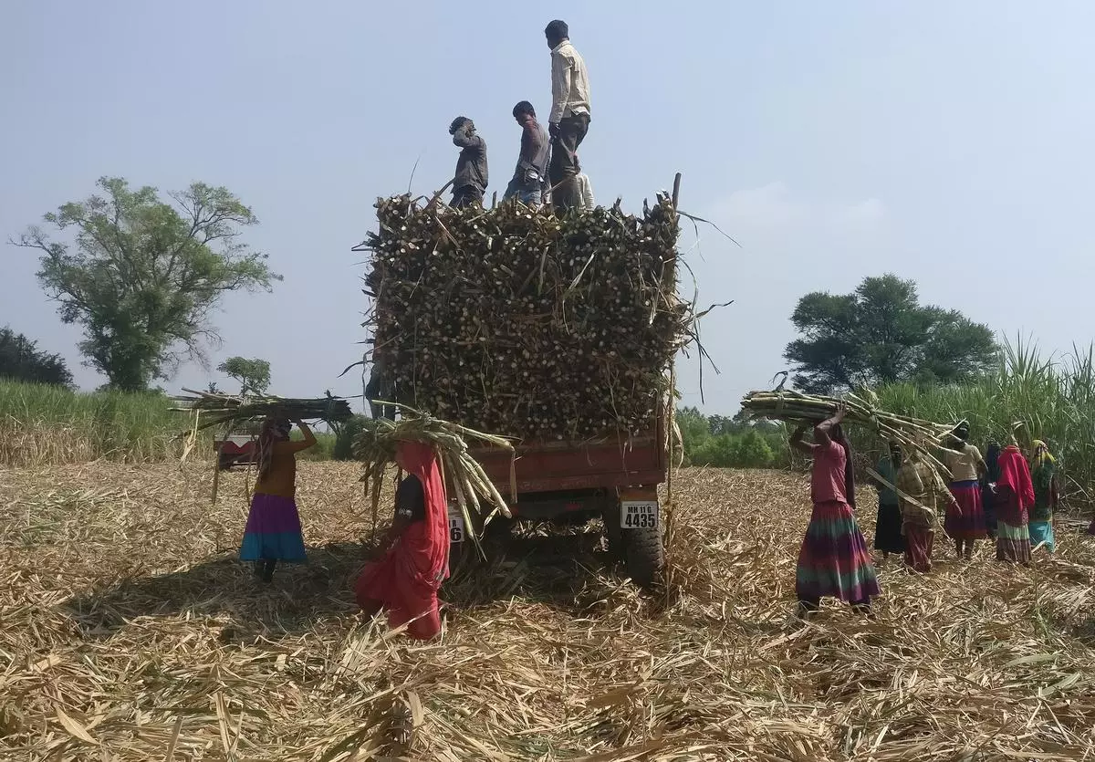 Workers load harvested sugarcane onto a trailer in a field in Gove village in Maharashtra.