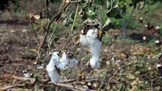 La lluvia cae cuando los cultivos están en la crisis. El algodón cultivado en el área de más de 39cientas mil hectáreas está en el período de floración cuando llueve. (Fotos de archivo)