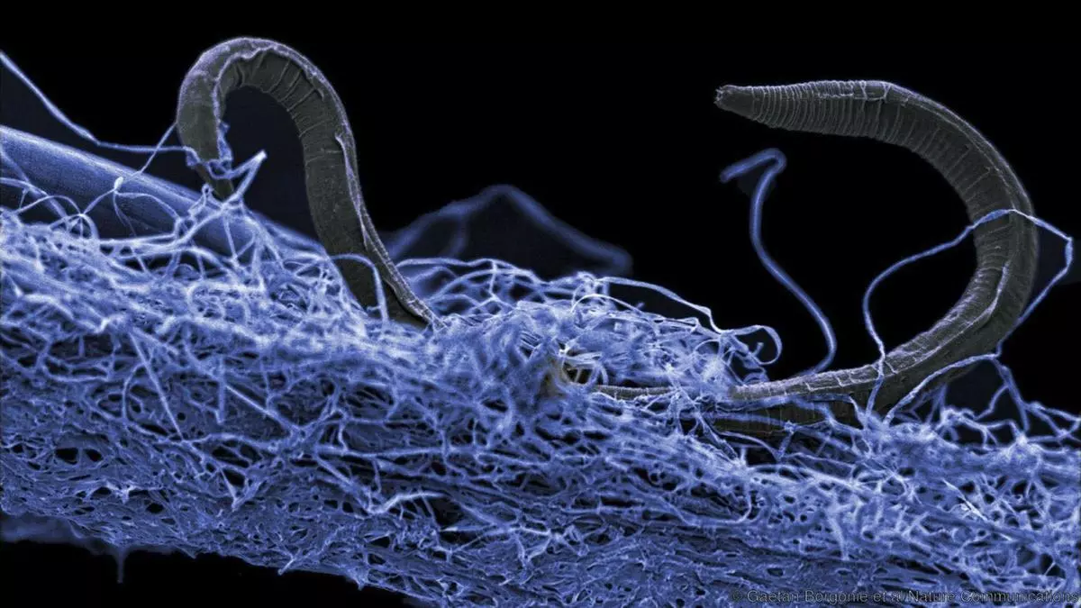 Scientists and Syngenta join forces to combat nematodes, the invisible crop threat