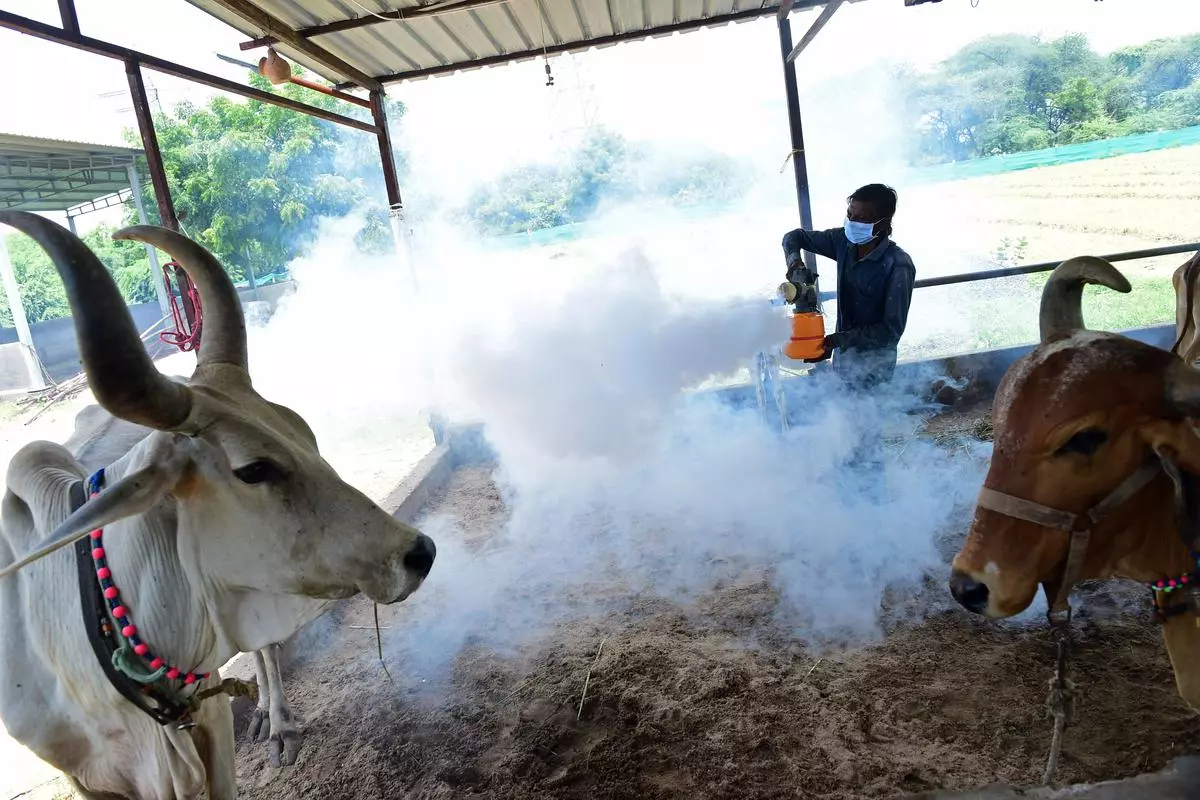 The vaccine may help the country to contain the death of cattle