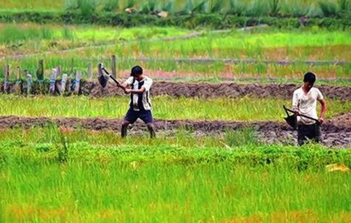 thehindubusinessline.com - Scientific regenerative farming: Fuelling India's move toward forest-led, high-wellbeing lifestyles