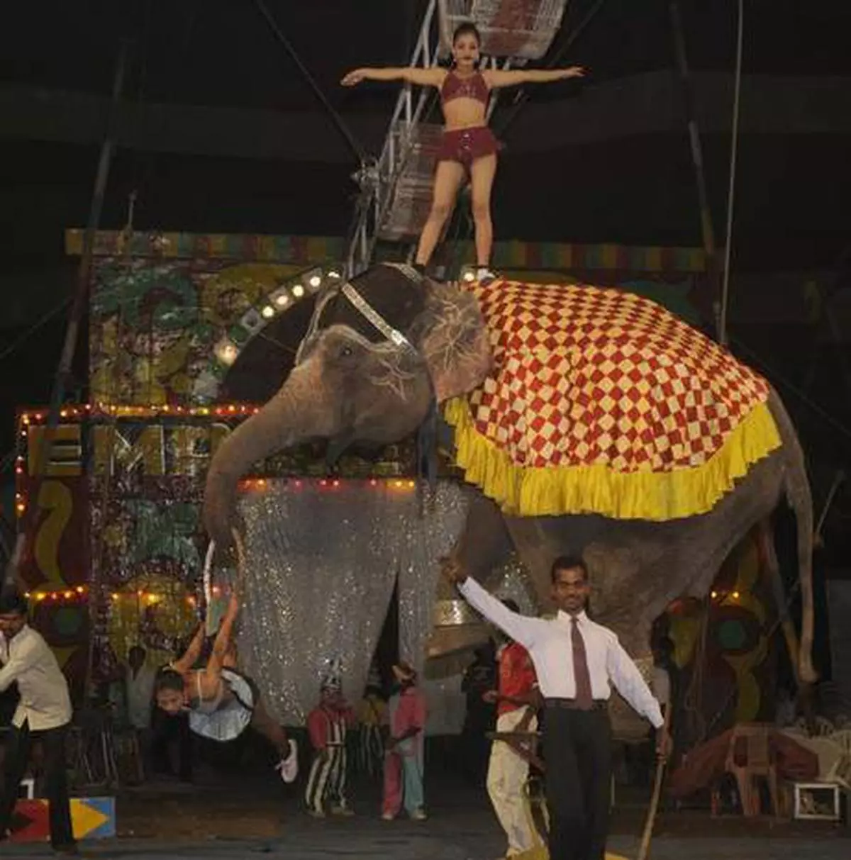 World Circus Day: Call to end animals suffering in circuses grows louder -  The Hindu BusinessLine