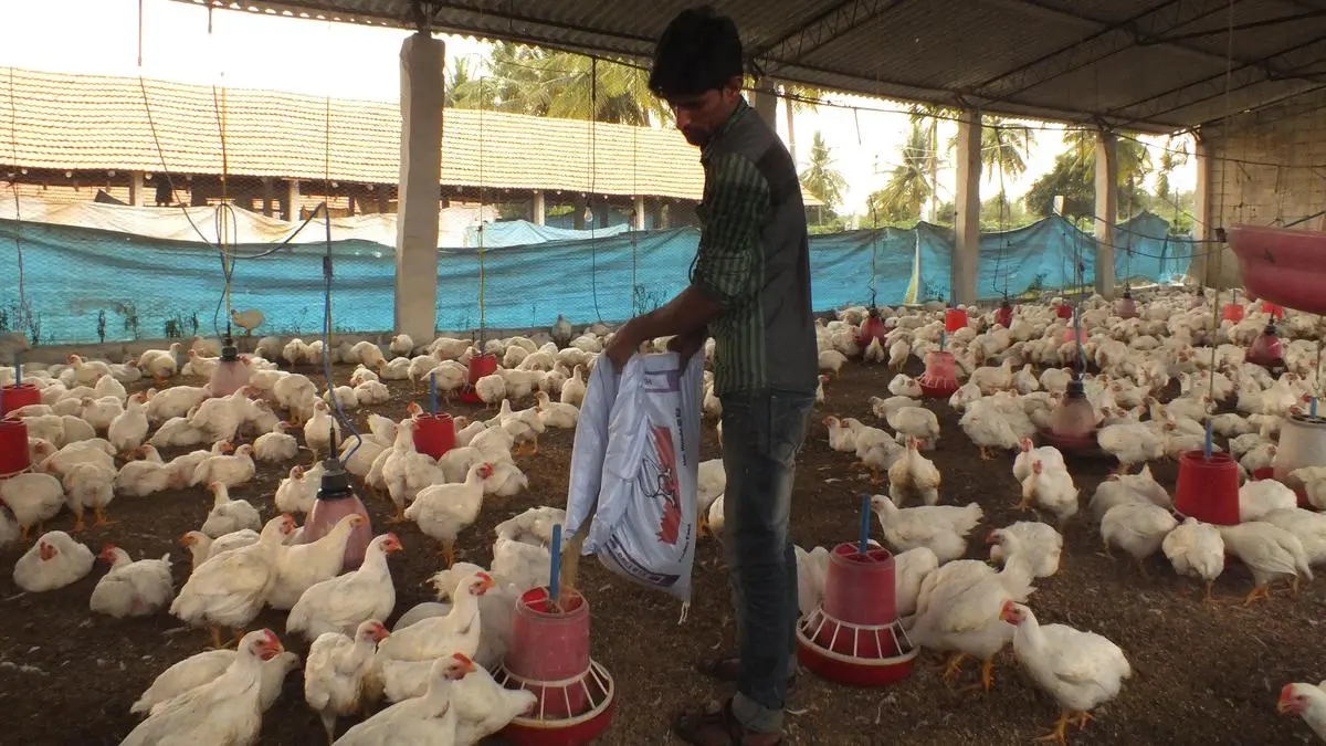 Poultry industry seeks government nod to allow import of GM maize to ease pressure