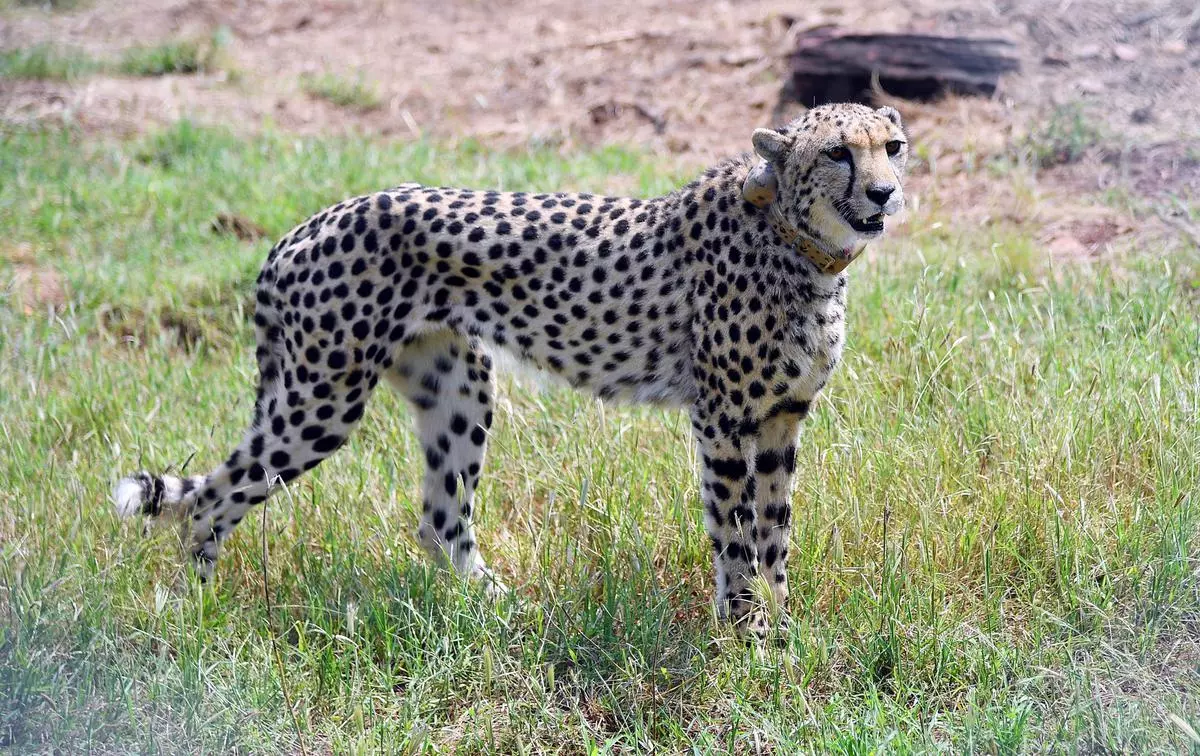 A cheetah is seen after Prime Minister Narendra Modi released it following its translocation from Namibia, in Kuno National Park, Madhya Pradesh
