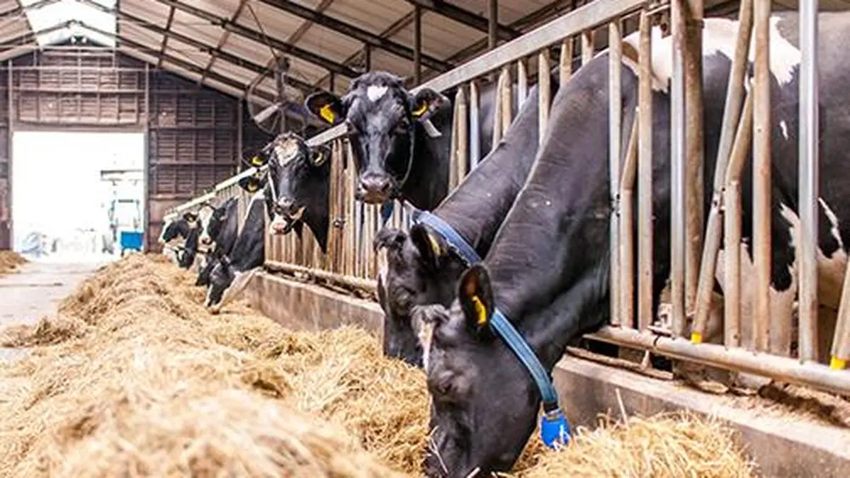 Where does livestock feed fit in India’s climate and nutrition roadmap?