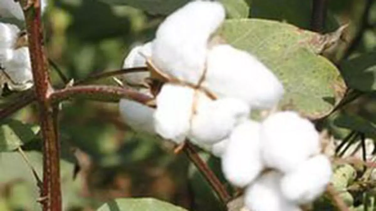 cotton msp: Cotton prices expected to stabilise due to 9% hike in