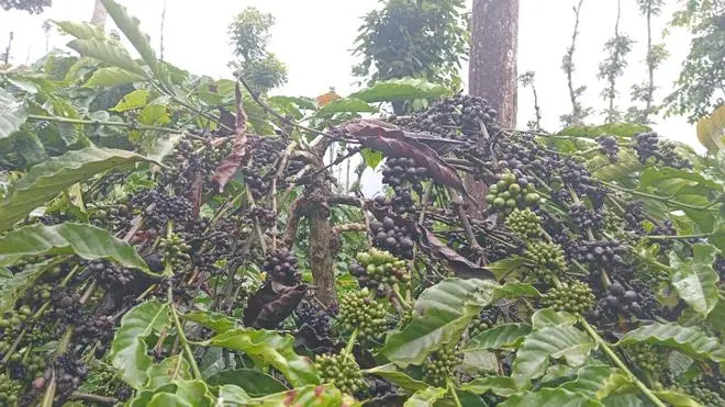 Los altos cultivos han disminuido para los productores de café este año como resultado del exceso de lluvia
